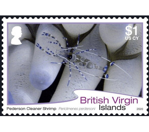 Pederson Cleaner Shrimp (2020 Imprint Date) - Caribbean / British Virgin Islands 2020 - 1