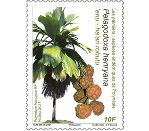 Pelagodoxa henryana - Polynesia / French Polynesia 2021 - 10