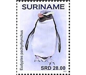 Penguins - South America / Suriname 2021