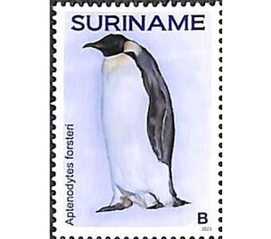 Penguins - South America / Suriname 2021