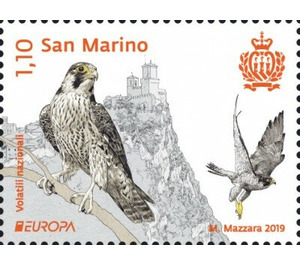 Peregrine Falcon (Falco peregrinus) - San Marino 2019 - 1.10