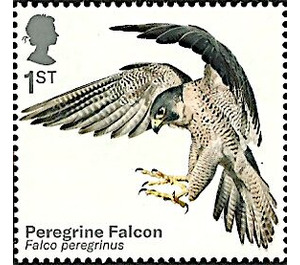 Peregrine Falcon (Falco peregrinus) - United Kingdom 2019