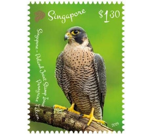 Peregrine Falcon - Singapore 2019 - 1.30