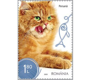 Persian Cat - Romania 2020 - 1.80