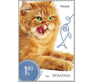 Persian Cat - Romania 2020 - 1.80