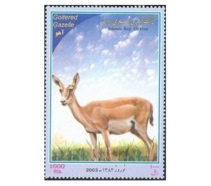 Persian Gazelle (Gazella subgutturosa), Female - Iran 2003