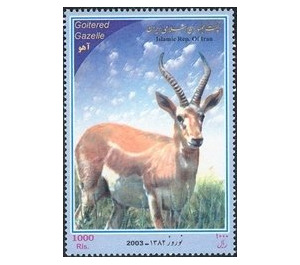 Persian Gazelle (Gazella subgutturosa), Male - Iran 2003