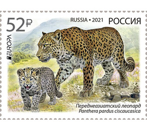 Persian Leopard (Panthera pardus ciscaucasica) - Russia 2021 - 52