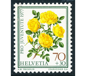 Persian Yellow Rose (Rosa foetida persiana)  - Switzerland 1977 - 70 Rappen