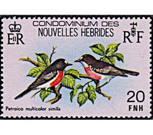 Petroica multicolor similis - Melanesia / New Hebrides 1980 - 20