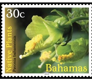 Pevonia bahamensis - Caribbean / Bahamas 2019 - 30