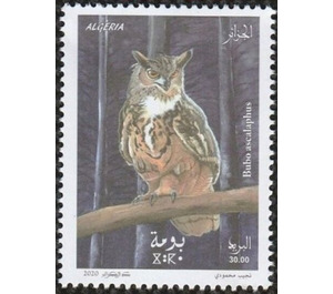 Pharaoh Eagle-Owl (Bubo ascalaphus) - North Africa / Algeria 2020 - 30