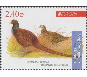 Pheasant (Phasianus colchicus) - Georgia 2019 - 2.40