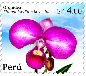 Phragmipedium kovachii - South America / Peru 2020 - 4