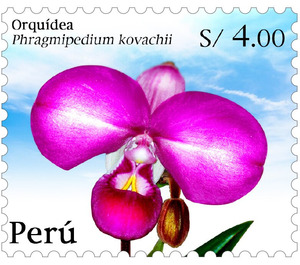 Phragmipedium kovachii - South America / Peru 2020 - 4