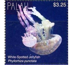 Phyllorhiza punctata - Micronesia / Palau 2018 - 3.25