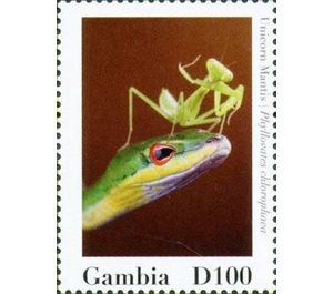 Phyllovates chlorophaea - West Africa / Gambia 2020