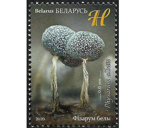 Physarum album - Belarus 2020