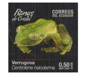 Pichincha Giant Glass Frog (Centrolene heloderma) - South America / Ecuador 2019 - 0.50