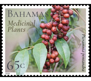 Picramnia pentandra - Caribbean / Bahamas 2020 - 65