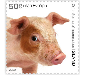 Pig - Iceland 2020