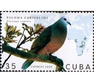 Pigeon Caripalida - Caribbean / Cuba 2020