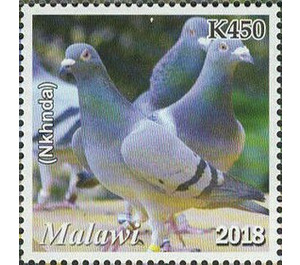 Pigeon (Nkhunda) - East Africa / Malawi 2019 - 450