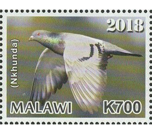 Pigeon (Nkhunda) - East Africa / Malawi 2019 - 700