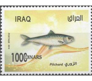 Pilchard (Sardine) - Iraq 2019