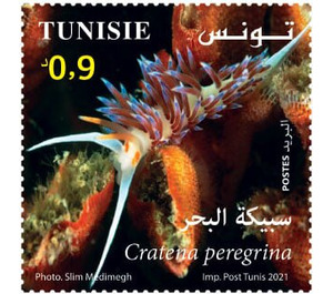Pilgrim Hervia (Cratena peregrina) - Tunisia 2021 - 0.90