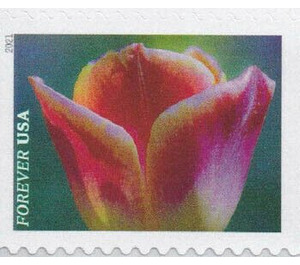 Pink and white tulip - United States of America 2021