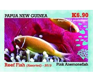 Pink Anemonefish - Melanesia / Papua and New Guinea / Papua New Guinea 2019 - 6.90
