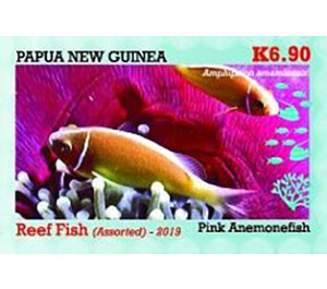 Pink Anemonefish - Melanesia / Papua and New Guinea / Papua New Guinea 2019 - 6.90