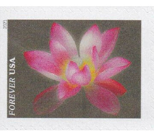 Pink Sacred Lotus - United States of America 2021