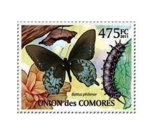 Pipevine Swallowtail (Battus philenor) - East Africa / Comoros 2011 - 475