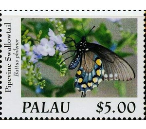 Pipevine Swallowtail (Battus philenor) - Micronesia / Palau 2020