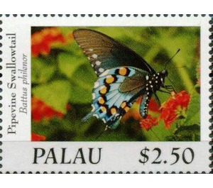 Pipevine Swallowtail (Battus philenor) - Micronesia / Palau 2020