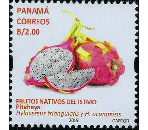 Pitahaya (Hylocereus triangularis) - Central America / Panama 2019 - 2