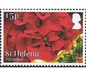 Poinsettia (Euphorbia pulcherrima) - West Africa / Saint Helena 2017 - 15