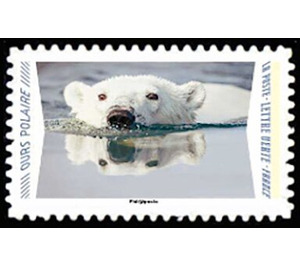 Polar Bear - France 2020