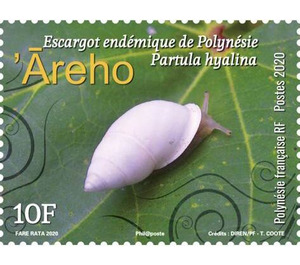 Polynesian Tree Snail (Partula hyalina) - Polynesia / French Polynesia 2020 - 10