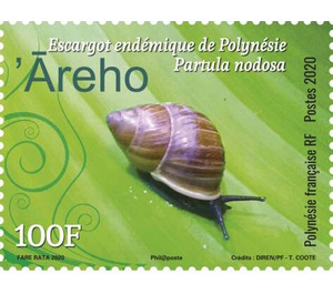 Polynesian Tree Snail (Partula nodosa) - Polynesia / French Polynesia 2020 - 100