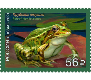 Pool Frog (Pelophylax lessonae) - Russia 2021 - 56