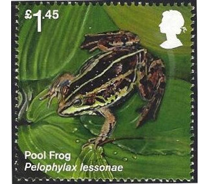 Pool Frog (Polophylax lessonae) - United Kingdom 2018 - 1.45