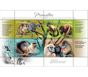 Primates - Caribbean / Cuba 2020