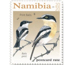 Pririt Batis (Batis pririt) - South Africa / Namibia 2020