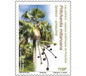 Pritchardia mitiaroana - Polynesia / French Polynesia 2021 - 110