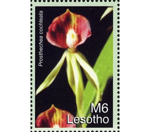 Prosthechea cochleata - South Africa / Lesotho 2007 - 6