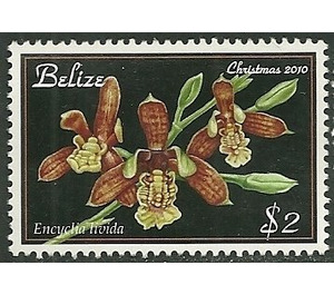 Prosthechea livida (syn.Encyclia livida) - Central America / Belize 2010 - 2
