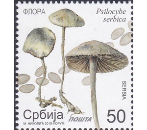 Psilocybe serbica - Serbia 2019 - 50